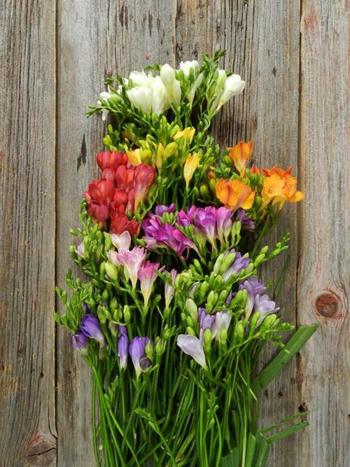 Assorted Freesia